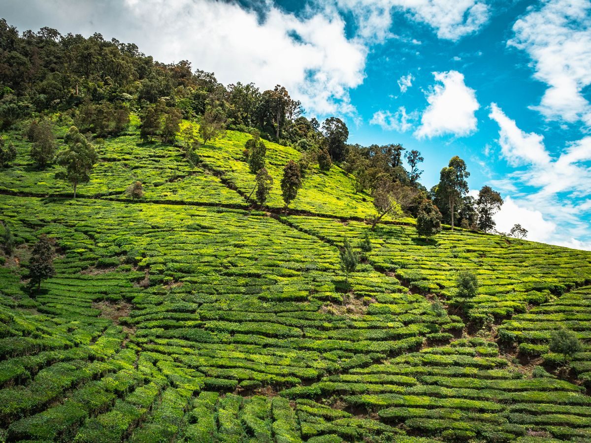 Sunlit rows of tea bushes climbing a steep garden slope