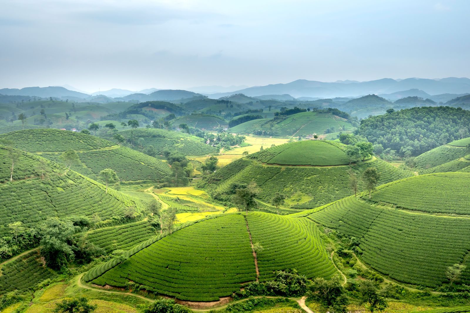 Morning mist drifting over rolling tea-covered hills