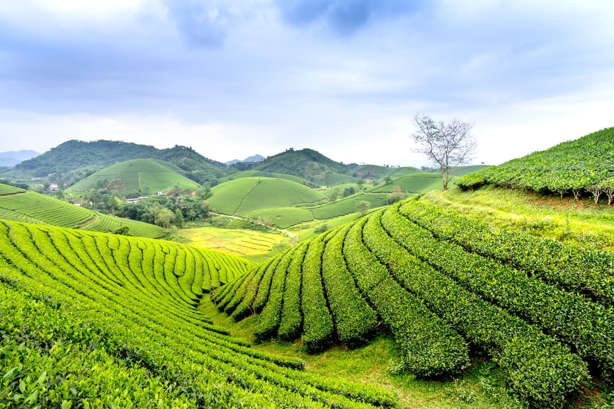 Terraced tea gardens rolling over green hills under a wide sky